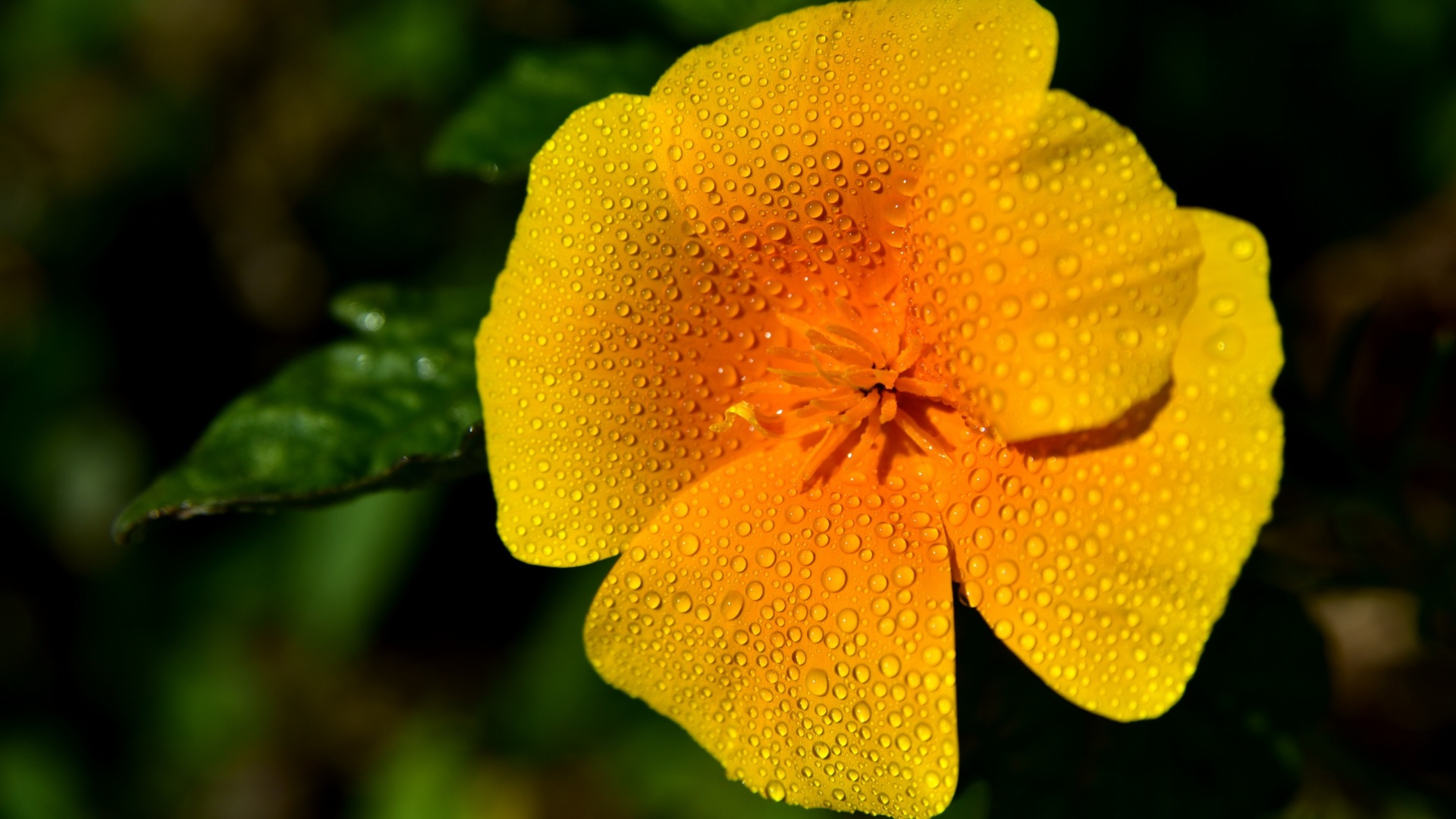 California Golden Poppy Flower at Keystone Treatment